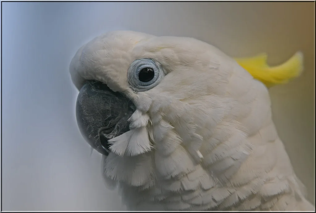 A cockatoo at the Botanic Gardens aviary in Churchtown, photographed in October 2011.